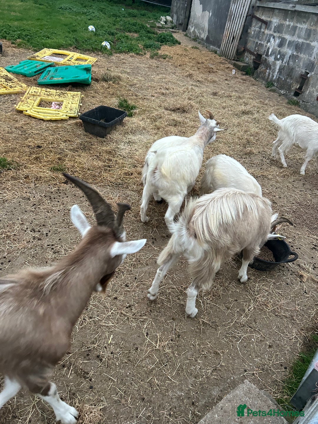 Goats livestock for sale: Mixed goats - Advert 11