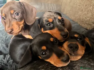 Miniature Dachshund dogs Licensed. Min smooth, kc/pra clear ready 25/5 - Advert 18
