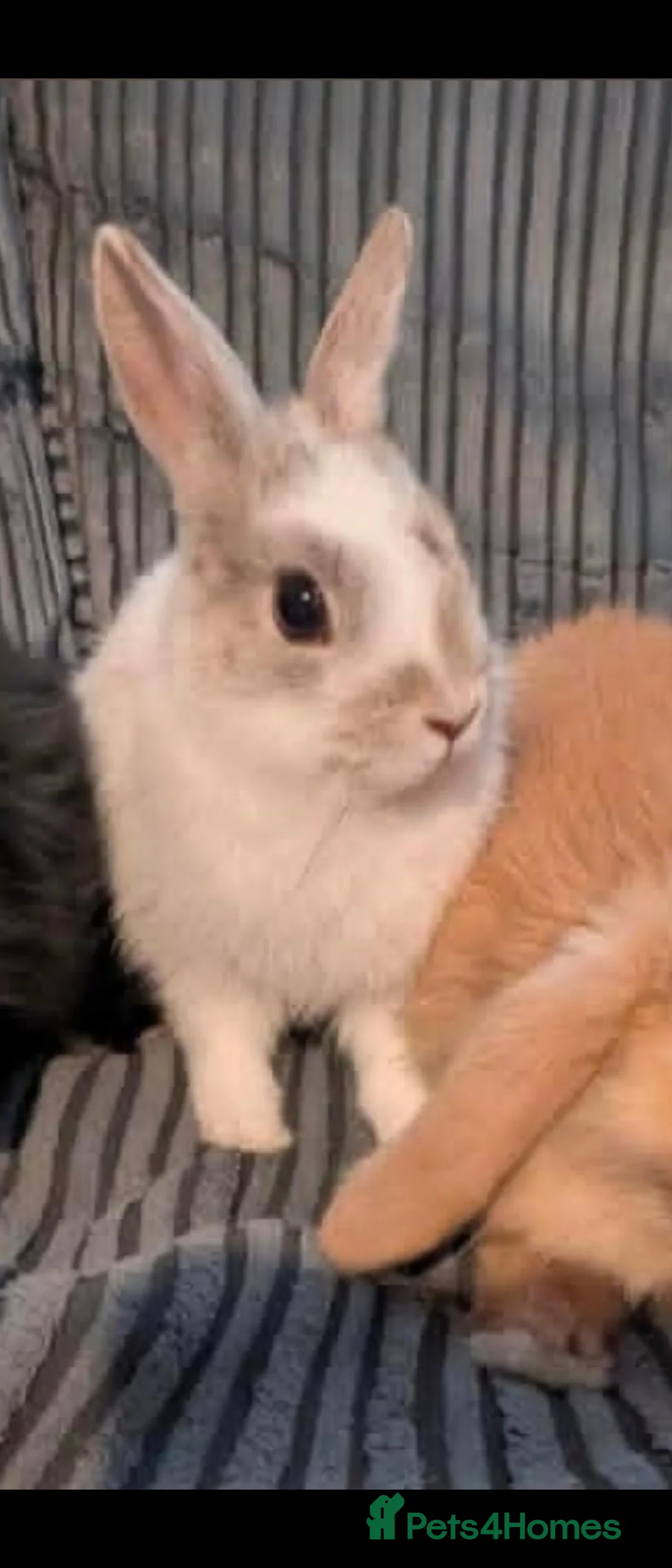 Netherland Dwarf rabbits for sale: Netherland Dwarfs  - Advert 3