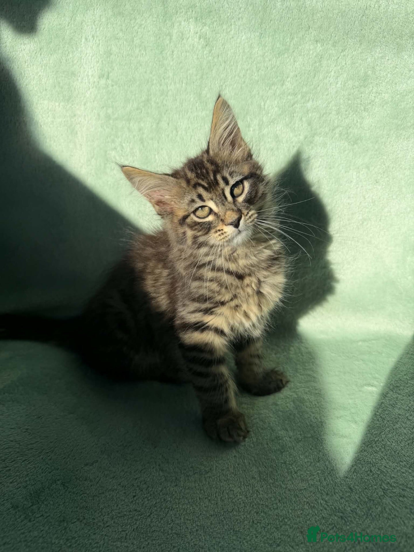 Maine Coon cats 6 Maine Coon Kittens LAST FEMALE LEFT - Advert 8