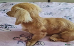 Miniature Dachshund dogs for stud: Beautiful KC Mini Long.H Full Eng. Cream Stud 🤍🐾 - Image 29