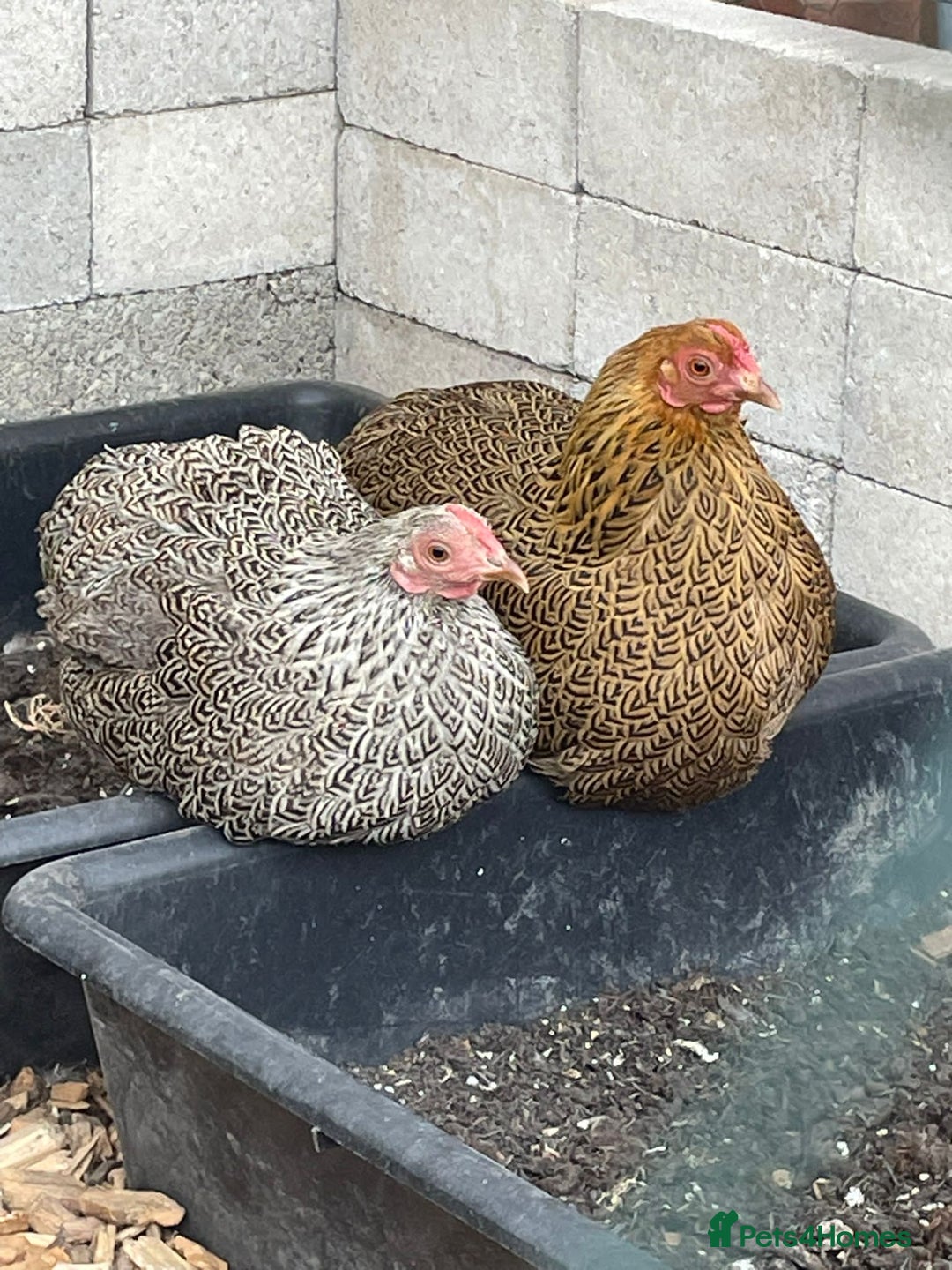 Chickens poultry for sale: 🐔 Loving Home Wanted for 4 Beautiful Hens  - Image 8