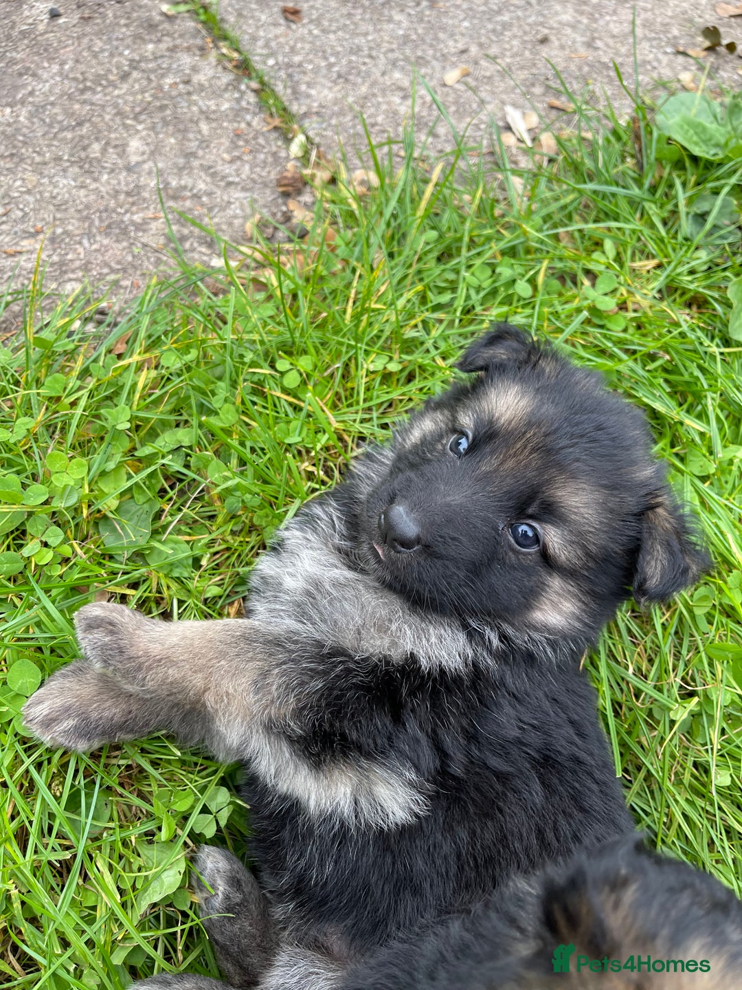 German Shepherd dogs for sale: Outstanding long coat German shepherd puppies  - Image 17