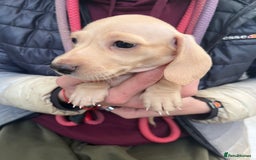 Miniature Dachshund dogs for sale: ⭐️⭐⭐️⭐️⭐️Last Two Rare Clear Smooth Cream Boys - Advert 10
