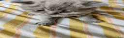 British Shorthair cats for sale: Hurry only  girl left Brithish shorthair kittens  - Advert 14