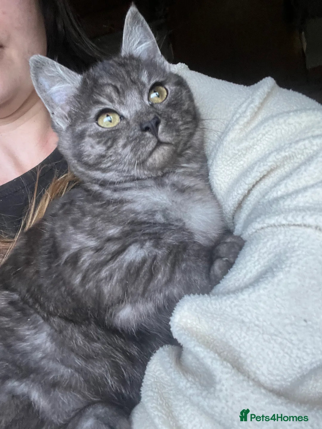 Bengal cats for sale: Bengal kittens  - Advert 20