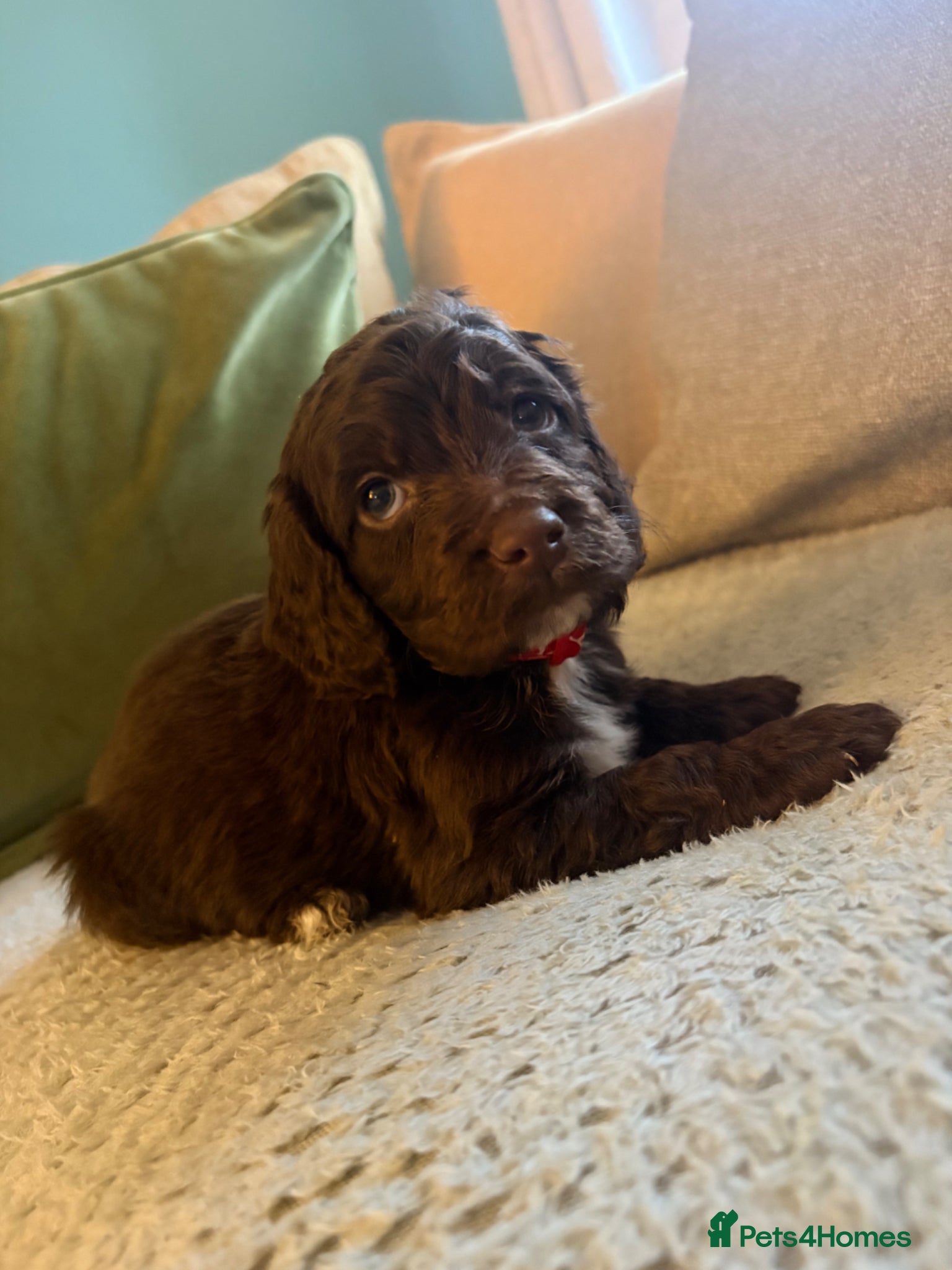 Cockapoo dogs Cockerpoo puppies **Ready 28th April** - Advert 8