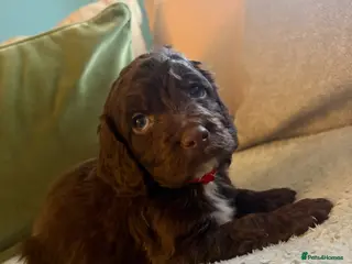 Cockapoo dogs Cockerpoo puppies **Ready 28th April** - Advert 8