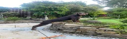 Dobermann dogs for sale: Beautiful Doberman girl  - Advert 1