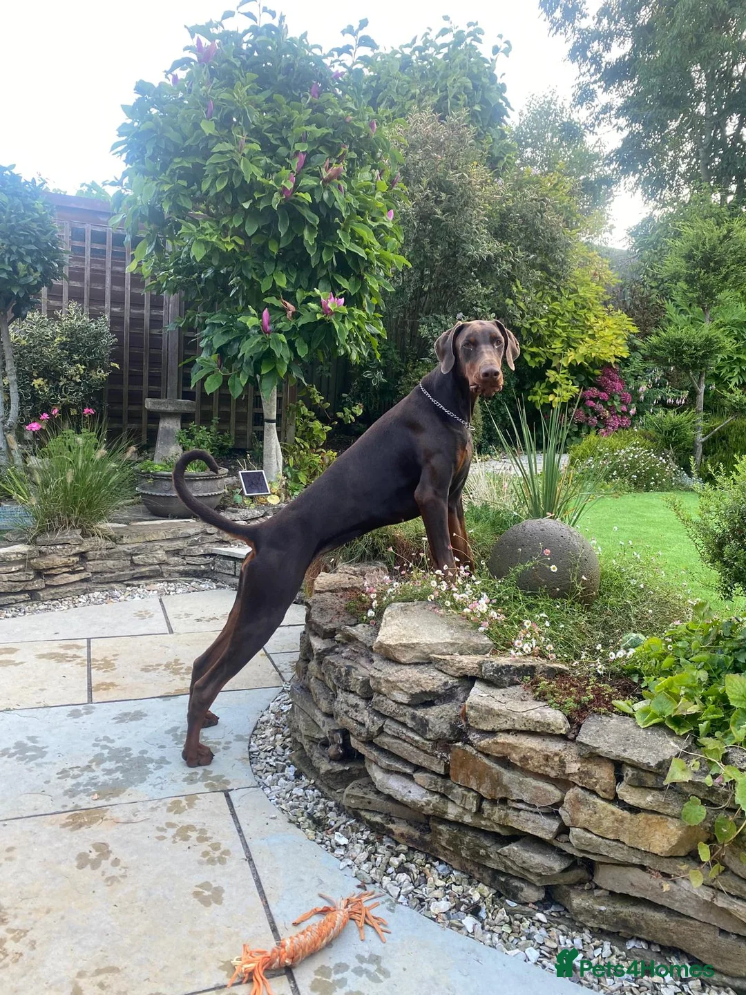 Dobermann dogs for sale: Beautiful Doberman girl  - Advert 1