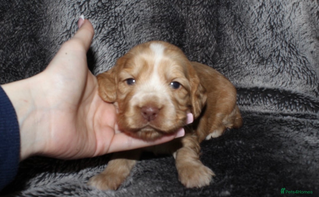 Cocker Spaniel dogs for sale: Beautiful KC reg Cocker Spaniel Pups - Image 5