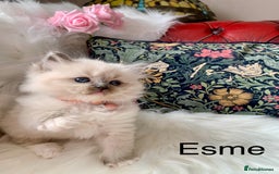 Ragdoll cats for sale: Beautiful champion lines purebred Ragdoll kittens - Image 11