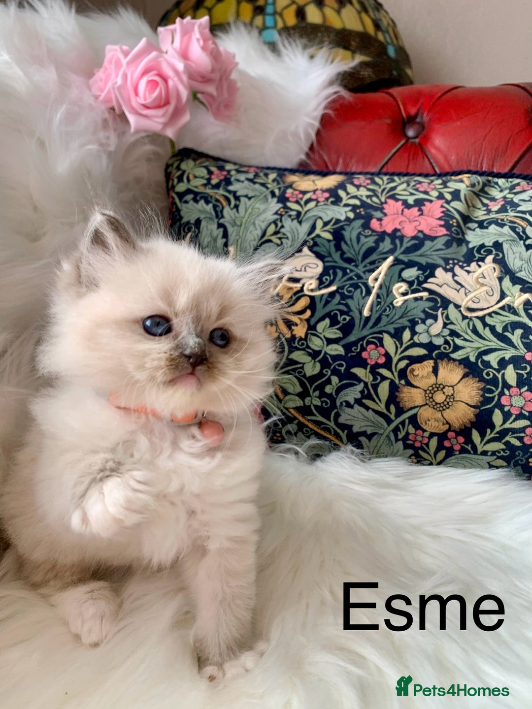 Ragdoll cats for sale: Beautiful champion lines purebred Ragdoll kittens - Image 11