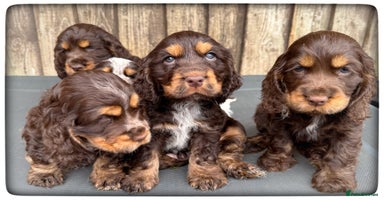 Cocker Spaniel dogs - Advert 7