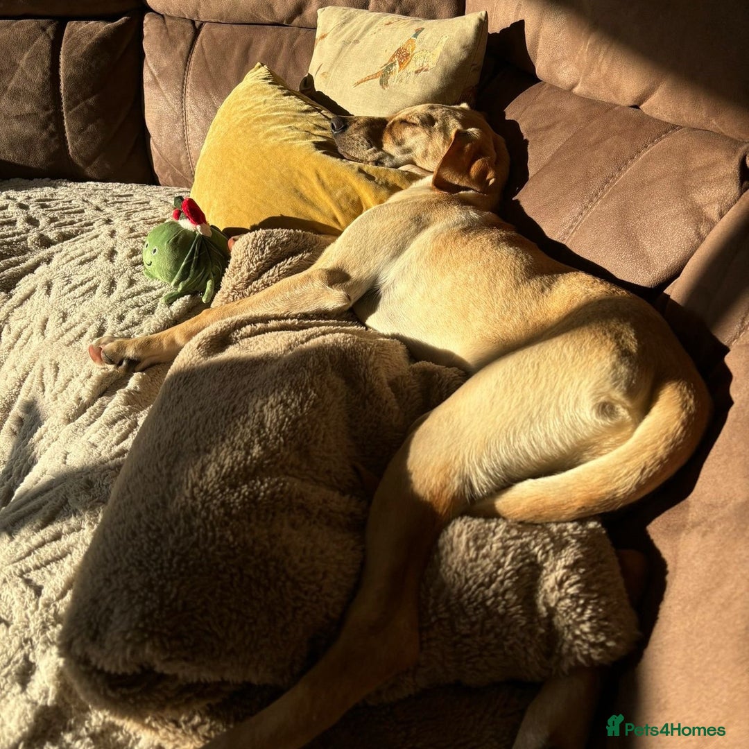 Mixed Breed dogs for adoption: Sika (Labrador/Pointer mix) - Image 10
