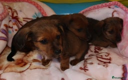 Mixed Breed dogs for sale: Dachshund cross jack russel pups - Image 10