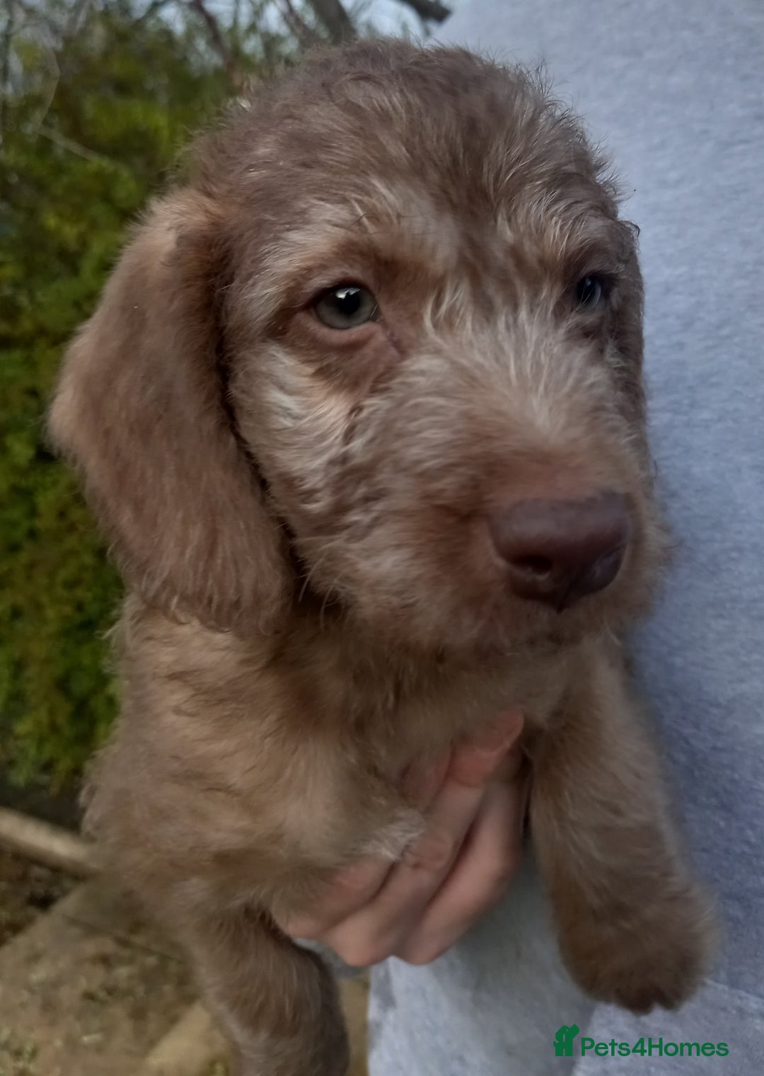 Bedlington Terrier dogs for sale: 7/8 Bedlington 1/8 whippet puppies  - Advert 9