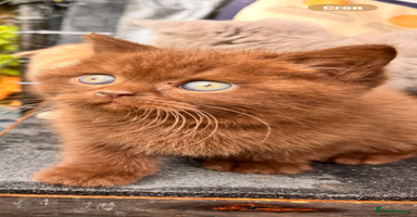 British Shorthair cats - Advert 14