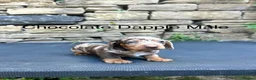 Miniature Dachshund dogs for sale: Miniature Dachsunds males and females - Advert 11