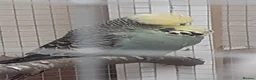 Budgerigars birds for sale: Adult show type blue budgies - Advert 10