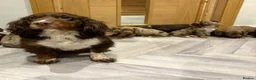 Cocker Spaniel dogs for sale: 🐶 COCKER SPANIEL PUPPIES 🐶  - Advert 2