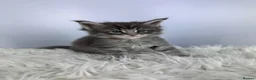 Maine Coon cats for sale: ✨7 Gorgeous Pure Breed Maine Coon Kittens✨ - Advert 33