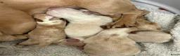 Miniature Dachshund dogs for sale: Beautiful Cream Dachshund Pups 5 ⭐ Licensed  - Advert 4