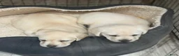 Labrador Retriever dogs for sale: Stunning Labrador/Retriever pups  - Advert 5