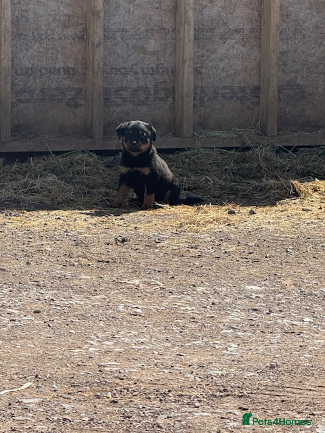 Rottweiler dogs for sale: beautiful pedigree rottweilers  - Image 38