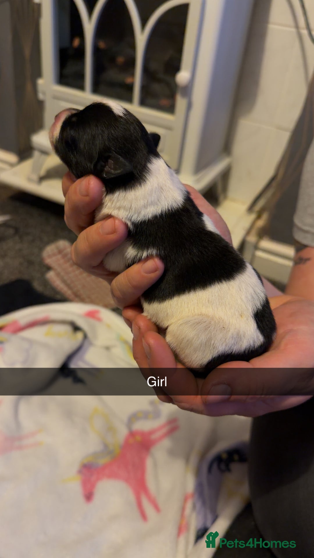 Border Collie dogs for sale: 10 amazing puppies - Advert 20