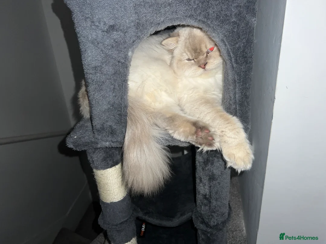 Mixed Breed cats for sale: 3 gorgeous neutered boys  in Westgate-on-Sea - Advert 14