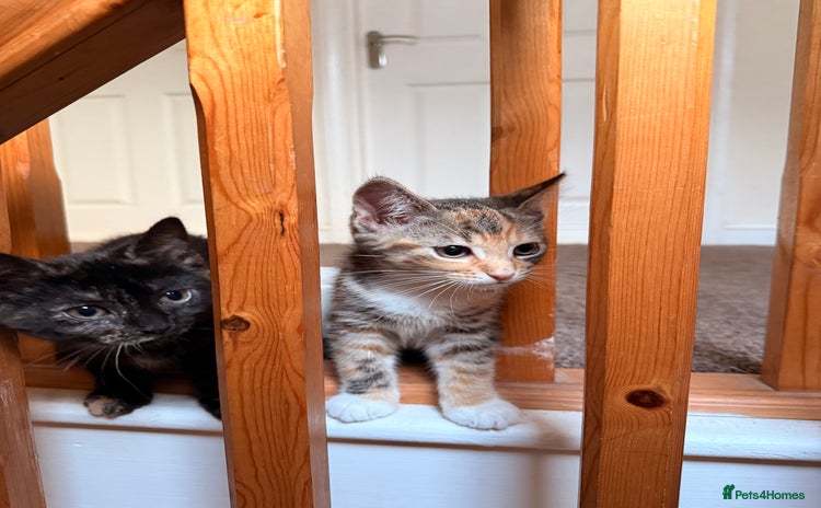 Domestic Shorthair cats - Advert 9