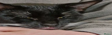 Mixed Breed 1