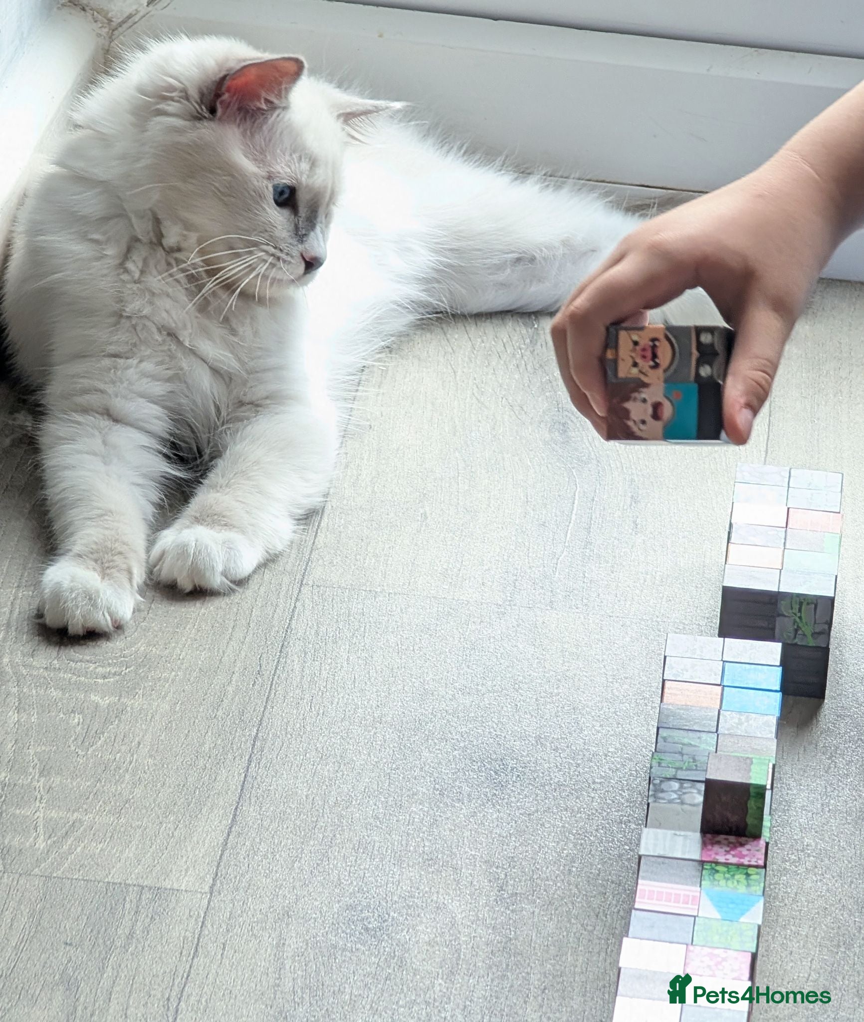 Ragdoll cats RTG!TICA,Champ,pedigree Ragdoll kitten  - Advert 3