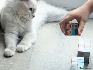 Ragdoll cats RTG!TICA,Champ,pedigree Ragdoll kitten - Advert 3