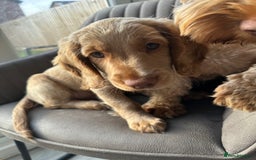 Cockapoo dogs for sale: Cockapoo Puppies - 1 Boy - 1 Girl - Ready to Go  - Image 9