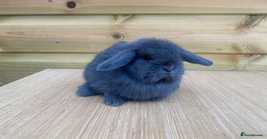 Mini Lop rabbits - Advert 11