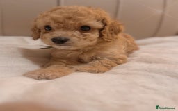 Cavapoochon dogs for sale: Premium Quality Teddy Toy Cavapoochons F1B - Advert 10