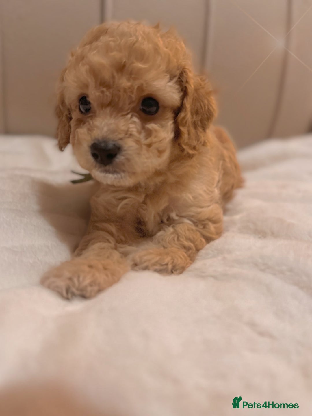 Cavapoochon dogs for sale: Premium Quality Teddy Toy Cavapoochons F1B - Advert 10