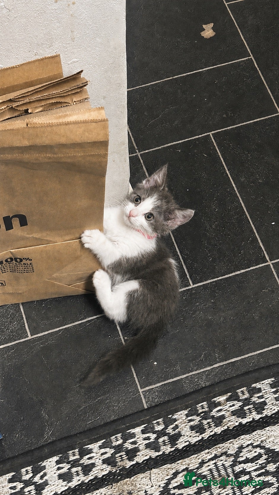 Mixed Breed cats 4 Adorable Tuxedo x Russian Blue Kittens For Sale - Advert 11