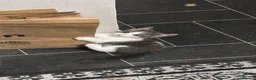 Mixed Breed cats for sale: 4 Adorable Tuxedo x Russian Blue Kittens For Sale - Advert 3
