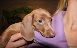 Miniature Dachshund dogs for sale: Miniature Dachshund Puppies READY TO LEAVE! - Image 12
