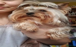 Yorkshire Terrier dogs for stud:  Beautiful boy ready for stud in Dagenham - Image 4