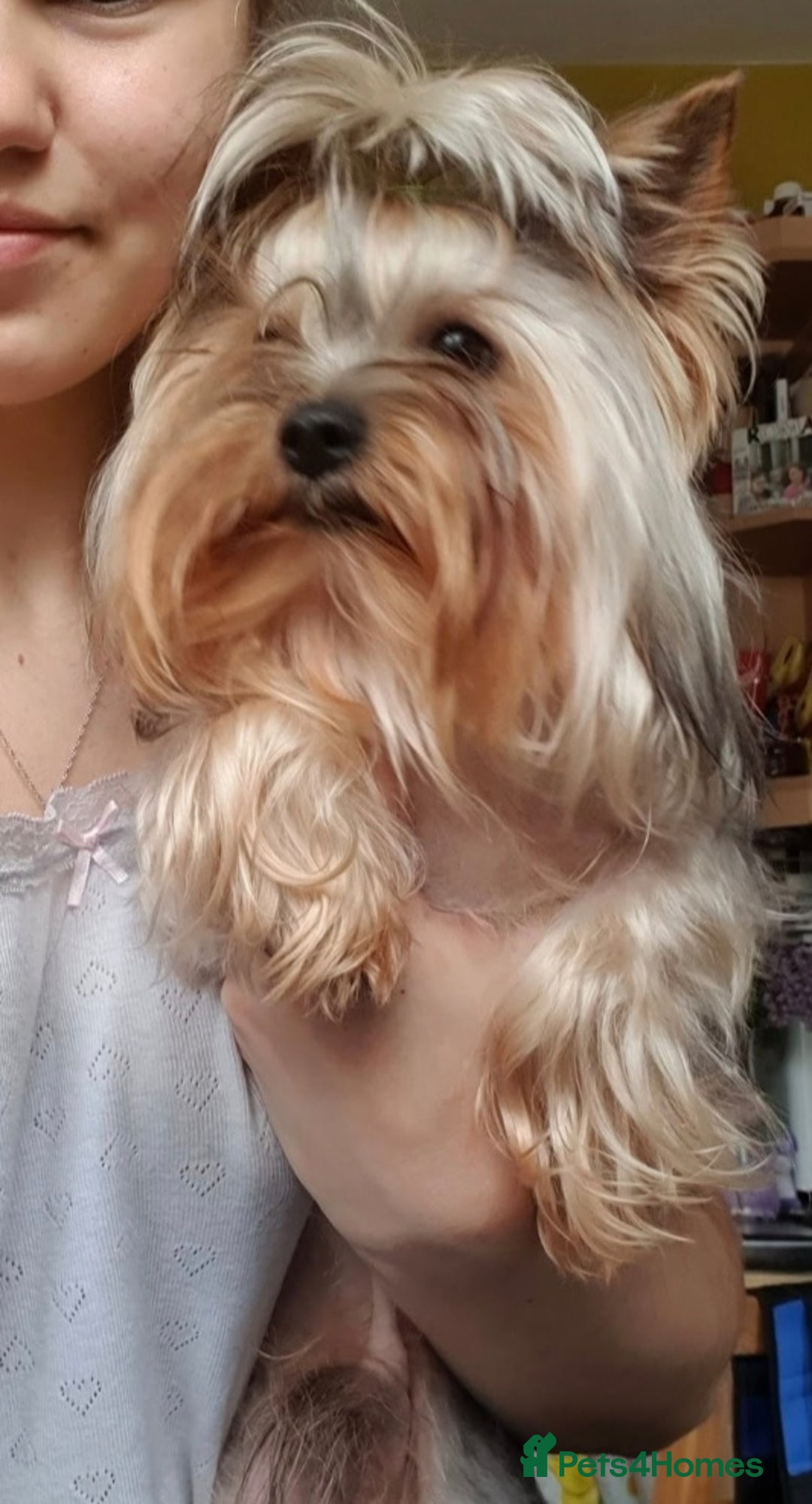 Yorkshire Terrier dogs for stud:  Beautiful boy ready for stud in Dagenham - Image 4