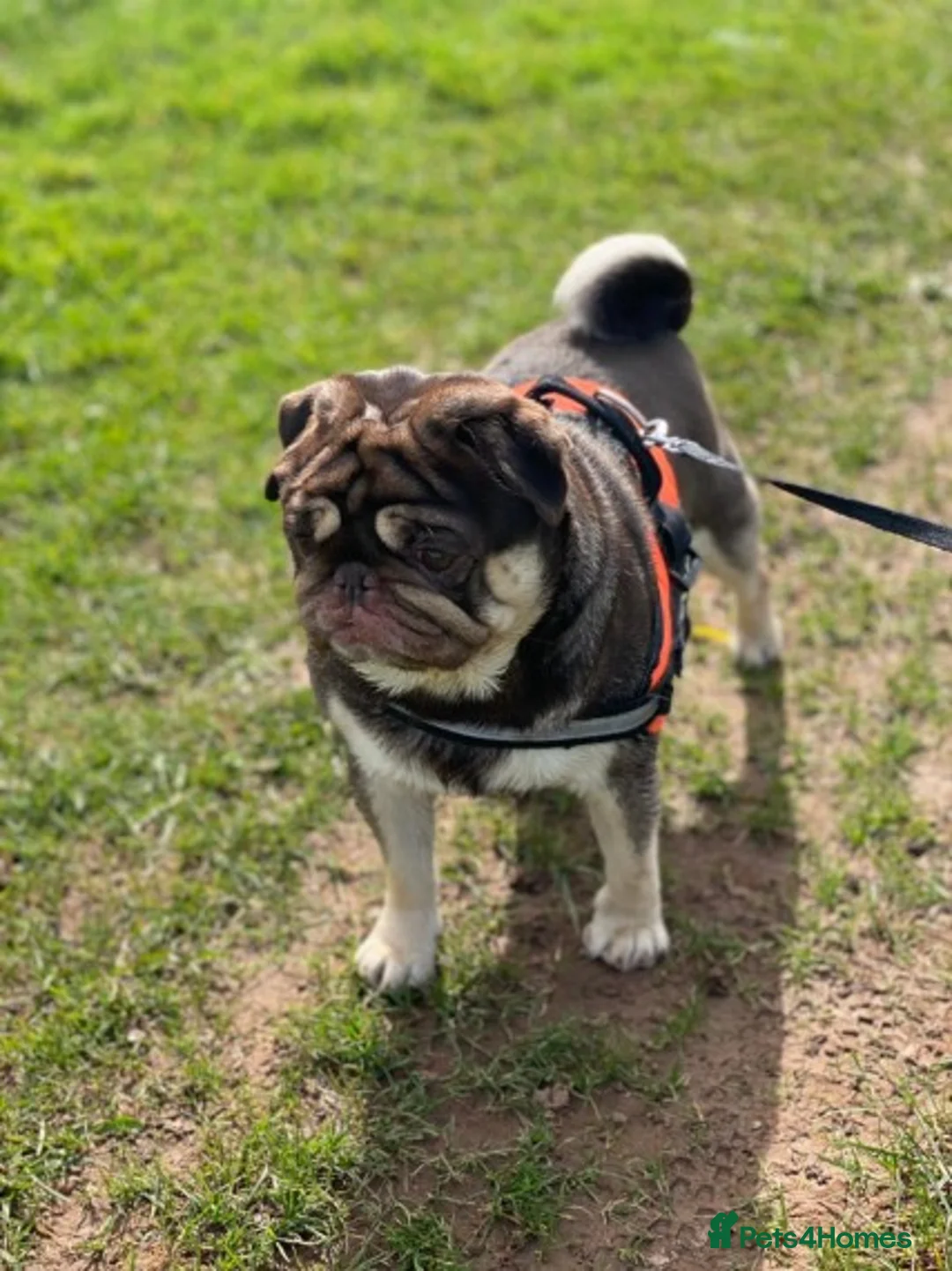 Pug dogs for stud: Chocolate and Tan Carrying Blue Pug Stud in Newport - Advert 3