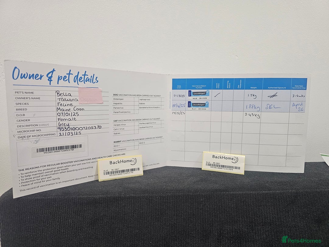 Maine Coon cats for sale: Maine Coon Bella  - Advert 8