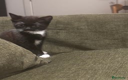 British Shorthair cats for sale: Adorable Tuxedo Kitten – Sweet, Playful & Healthy - Image 4
