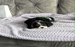 Cavalier King Charles Spaniel dogs for sale: king charles cavalier  - Image 5