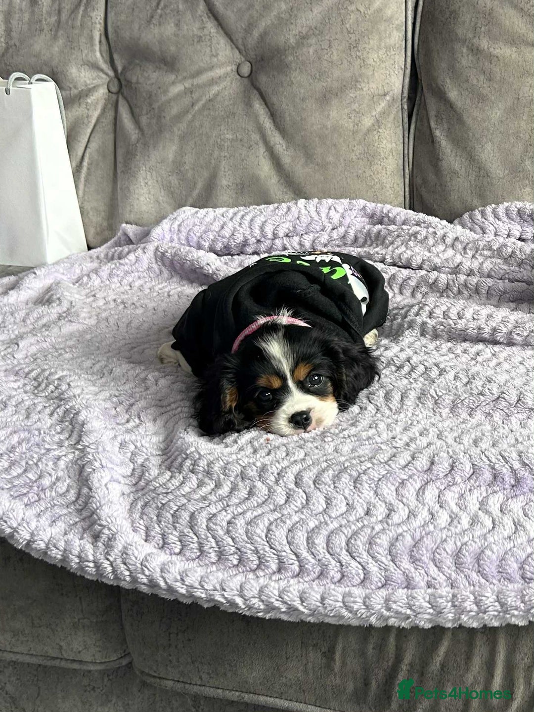 Cavalier King Charles Spaniel dogs for sale: king charles cavalier  - Image 5
