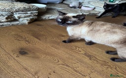 Mixed Breed cats for sale: British shorthair/ Ragdoll cross - Image 7